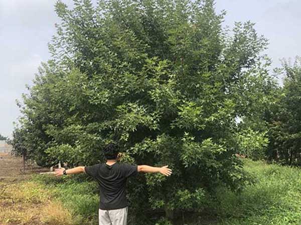 丛生元宝枫是绿化环境的树种吗？