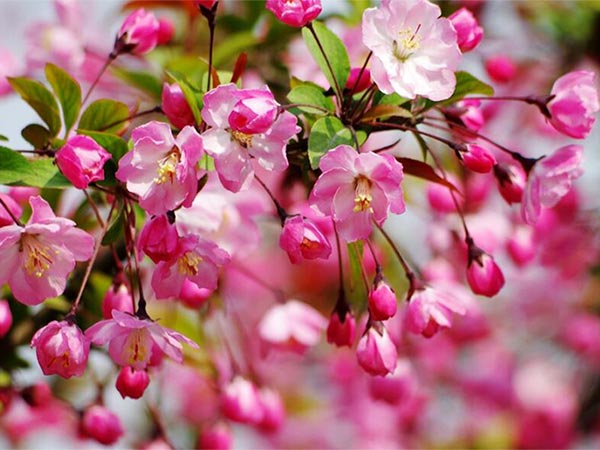 绚丽海棠的种植技术你了解多少？